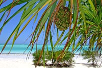 Zanzibar Tropical Island