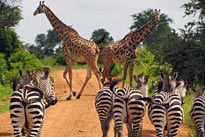 Zebras-Giraffes